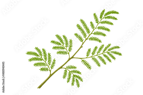 Realistic green branch with small leaves growing on transparent background, perfect for nature-themed projects