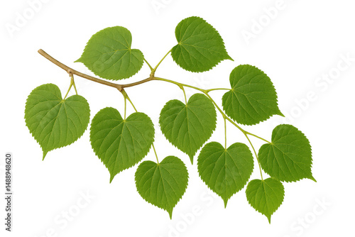 Verdant green branch isolated on transparent backdrop, showing delicate foliage with crisp natural details