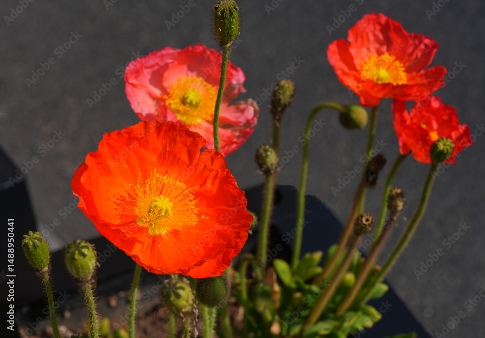 Fototapeta premium Colorful flowers of Icelandic Poppy (Papaver Nudicaule)