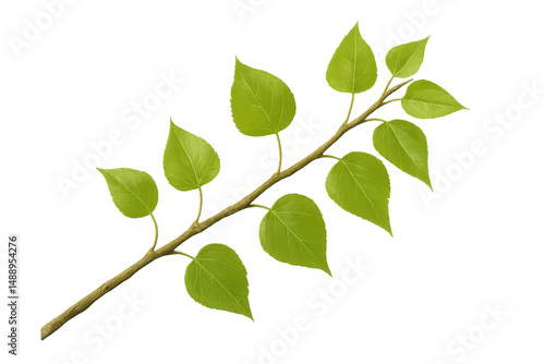 Small branch growing light green leaves on transparent background, ideal for photo editing and graphic design