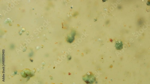 Murky Water with Floating Organisms and Plant Debris in Swamp-like Environmen