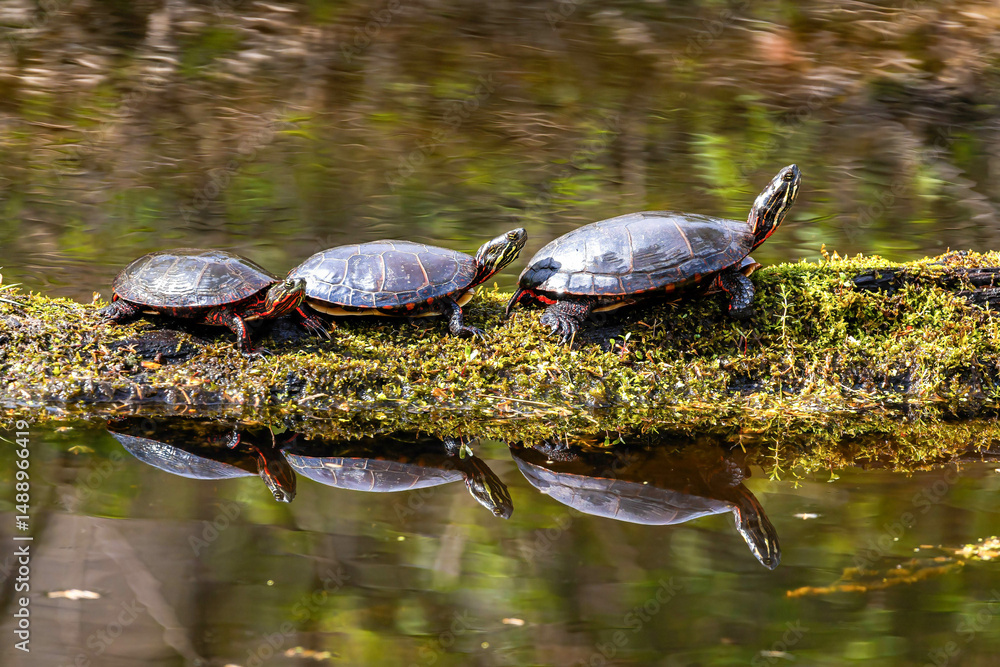 Fototapeta premium Family of Painted Turtles Sunbathing on Tree