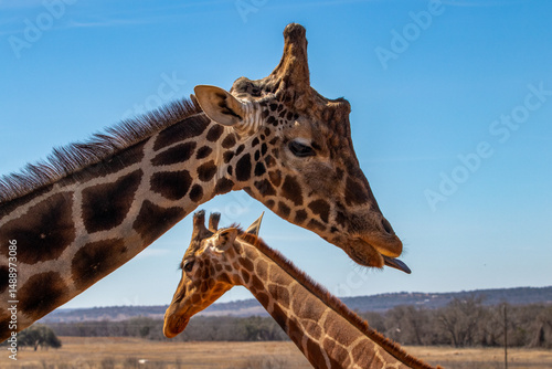 Photography Mom Giraffe and baby