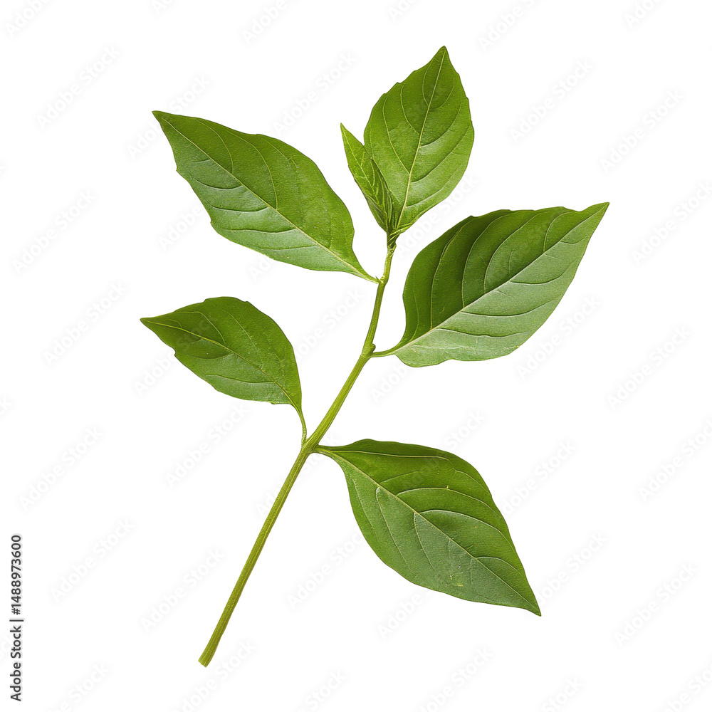 Fototapeta premium Fresh sweet basil leaves isolated on Transparent background revealing vibrant green color and unique leaf structure, Sweet basil leaves isolated on PNG background