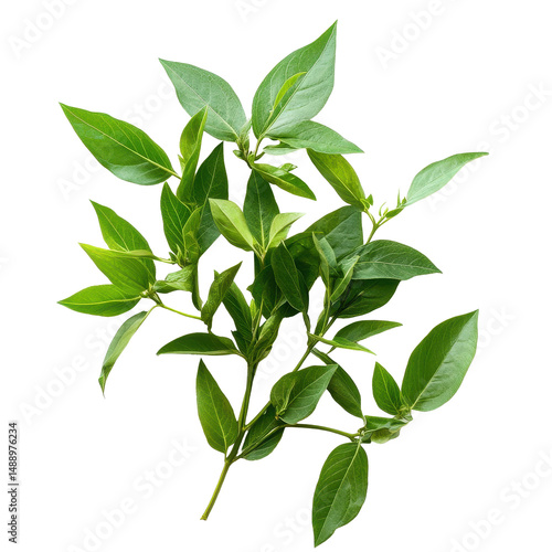 Fresh Kariyat leaves from Andrographis paniculata plant arranged on a Transparent background, Kariyat or Andrographis paniculata green leaves on PNG background