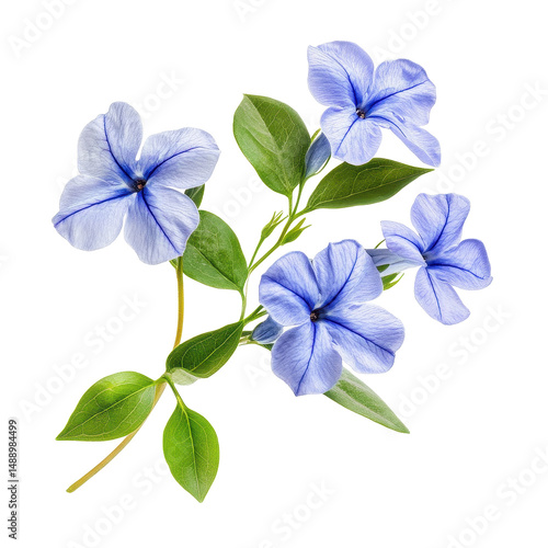 Wallpaper Mural Beautiful periwinkle flowers with green leaves isolated on a Transparent background for floral design and decoration, periwinkle flowers isolated on PNG background Torontodigital.ca