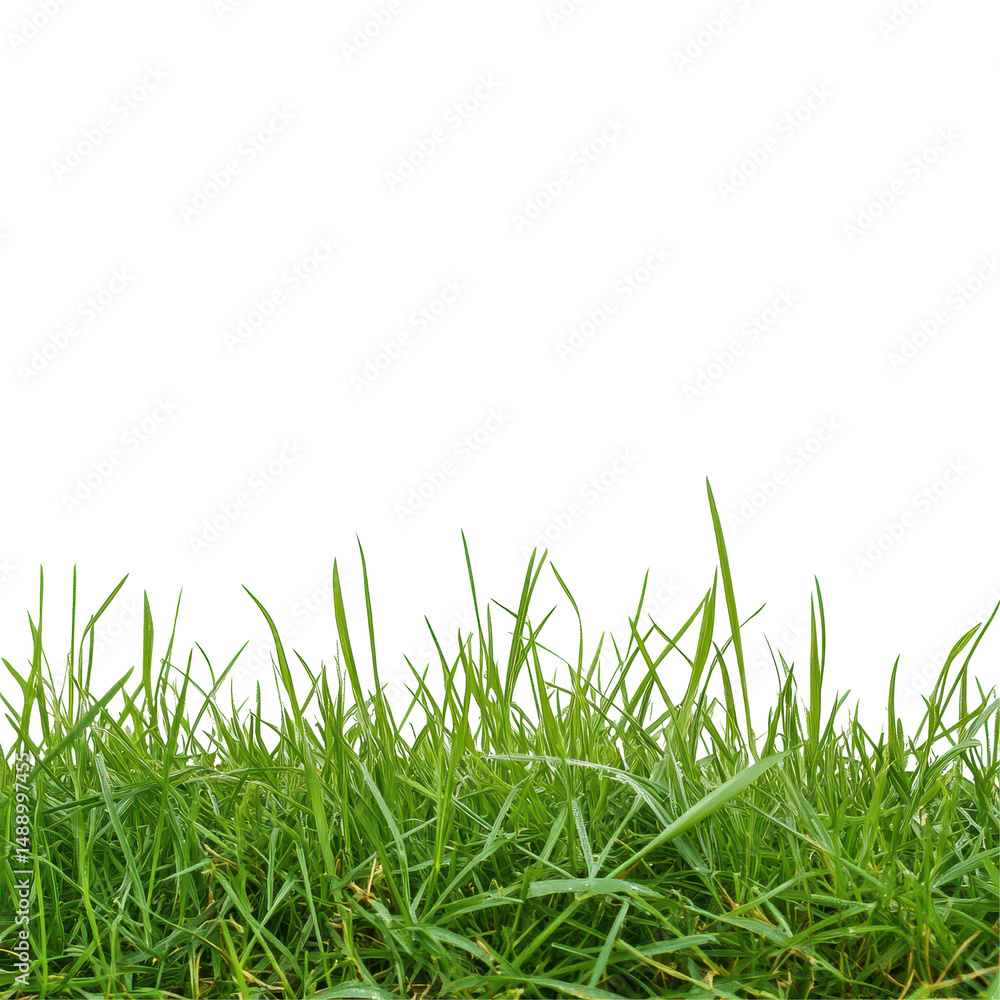 Fototapeta premium Lush green grass field isolated on clean white background showcasing vibrant natural freshness and simplicity, Green grass field isolated on white background