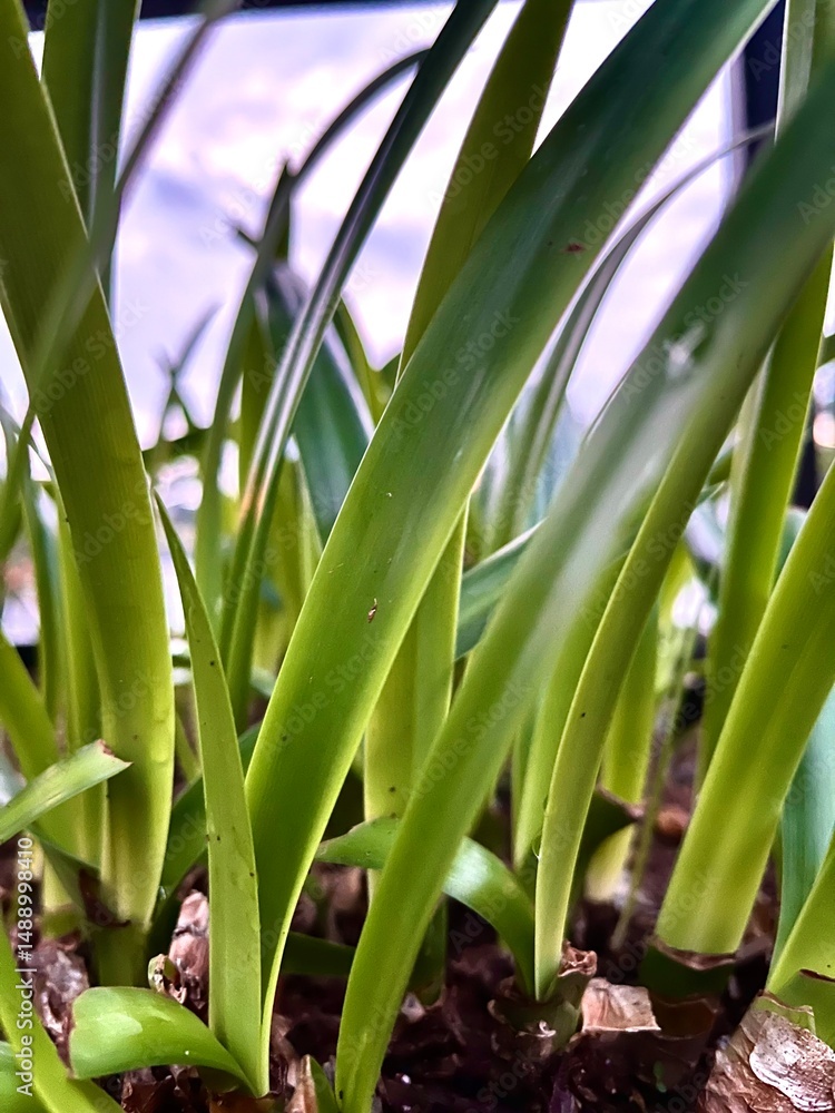 Obraz premium Close-up of Green Plant Shoots in Morning Light