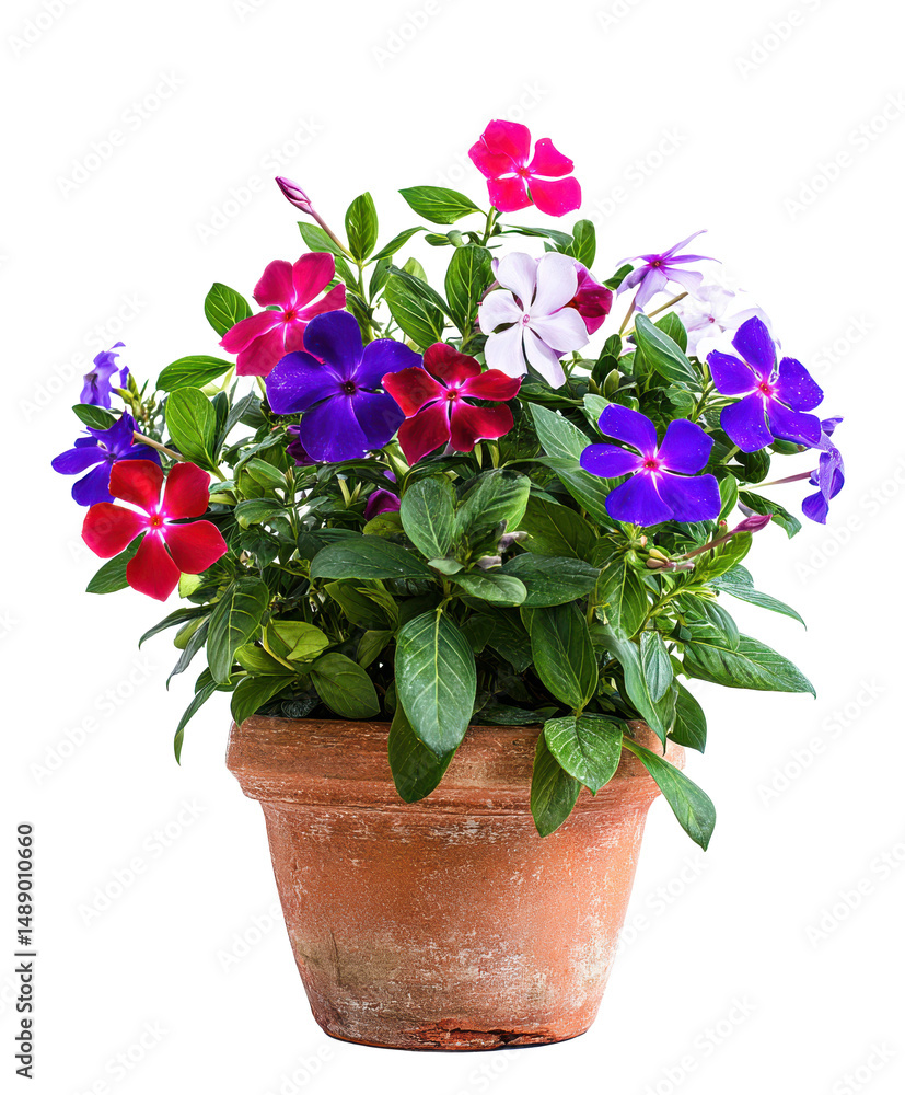 Naklejka premium Vibrant Multicolored Periwinkle Flowers in Terracotta Pot