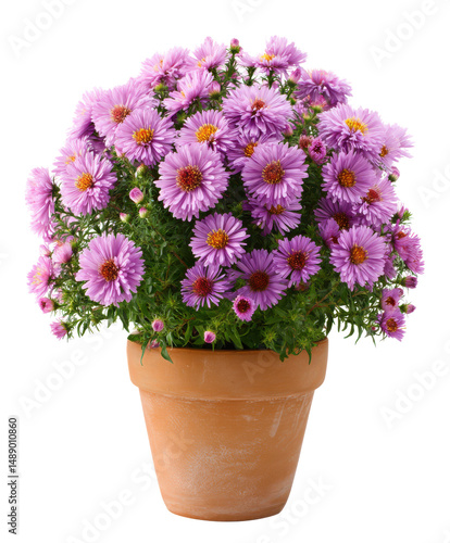 Wallpaper Mural Beautiful Potted Purple Aster Flowers A Stunning Floral Arrangement Torontodigital.ca
