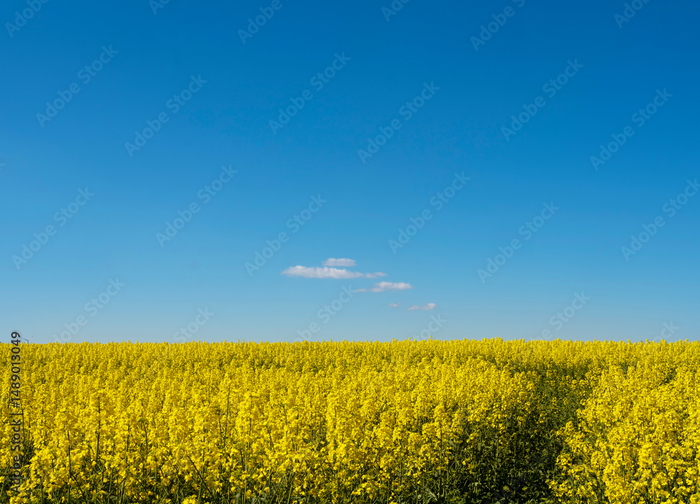 Fototapeta premium yellow rapeseed field under blue sky with small clouds