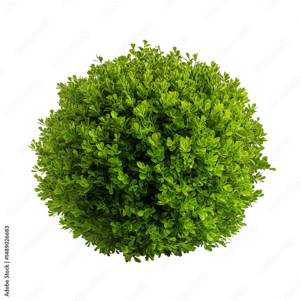 Fototapeta premium Vibrant green bush isolated on white background