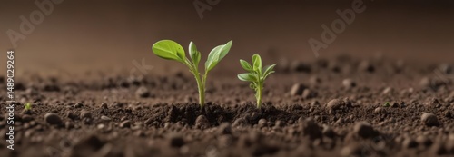 Close-up of a sprouting pea seedling emerging from soil ,  ecology,  spring,  leaf
