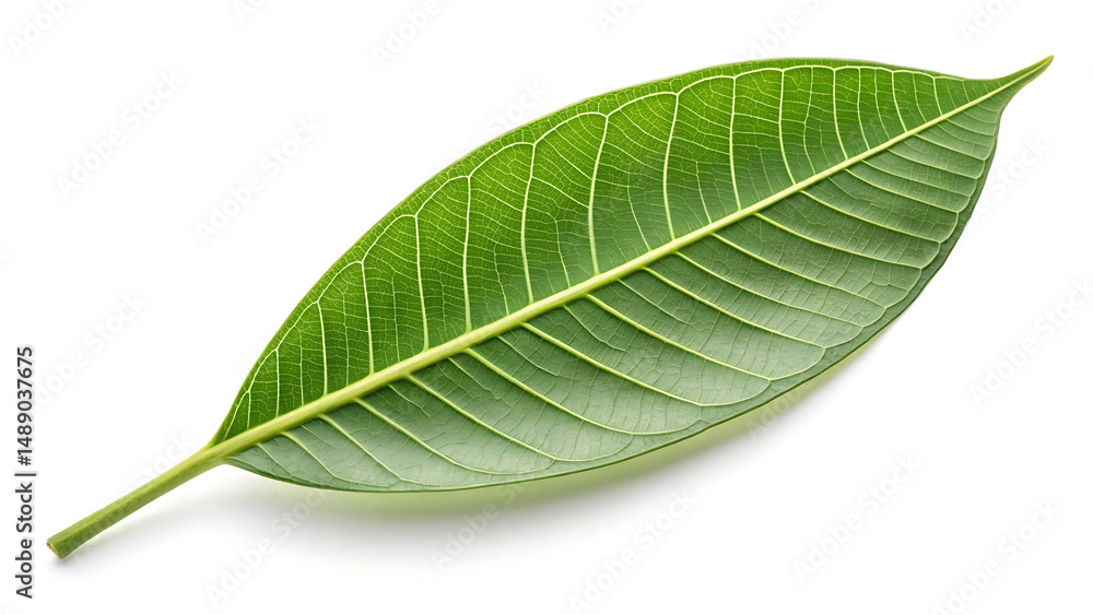 Obraz premium Mango leaf on white background. 