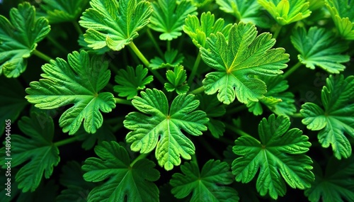 Intricate parsley leaf pattern, vibrant green hues , plant, leaves