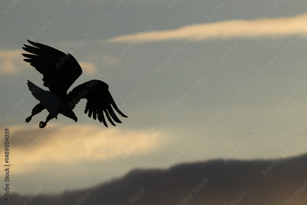 Fototapeta premium Haliaeetus leucocephalus in flight in sunset in Alaska.