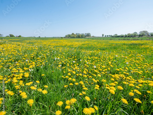 meadows and yellow buttercups in meadows near wijk bij duurstede in holland