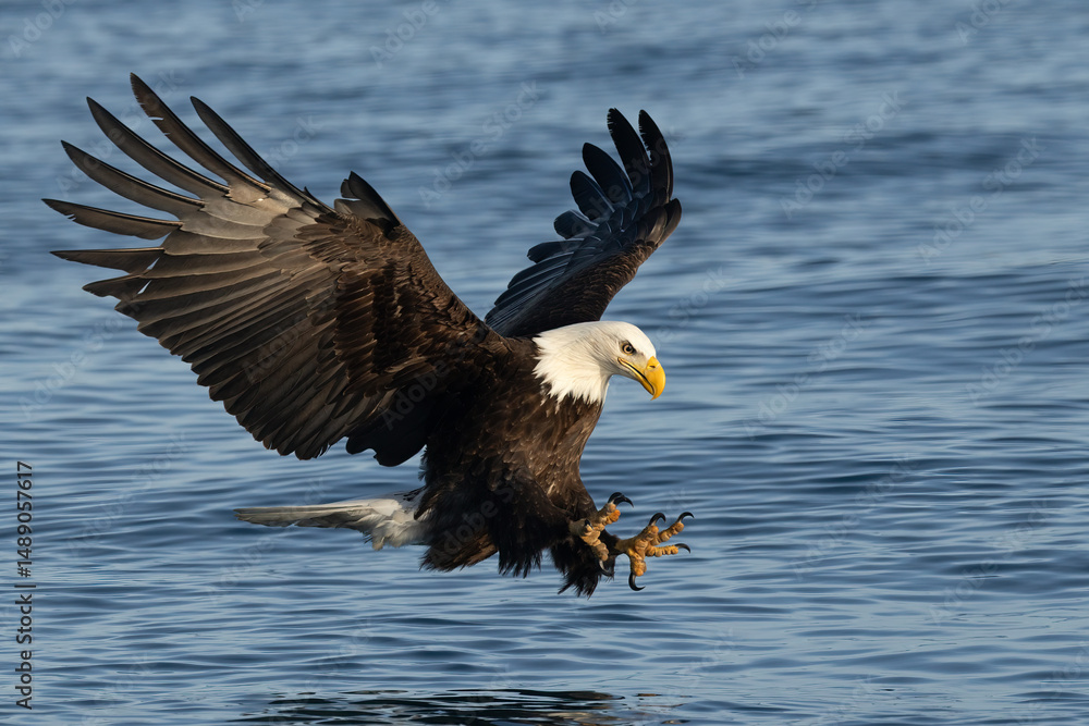 Fototapeta premium Bald eagle, Haliaeetus leucocephalus feet out to catch fish in Alaska.