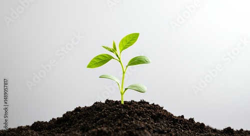 Wallpaper Mural Emerging Seedling with Vibrant Green Leaves from Rich Dark Soil on White Background Symbolizing Renewal and Growth Torontodigital.ca