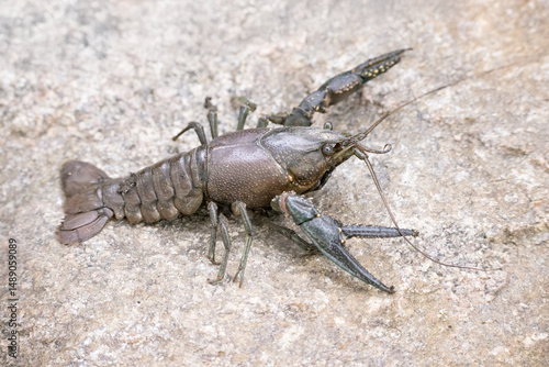 Virile crayfish, Faxonius virilis in Minnesota.