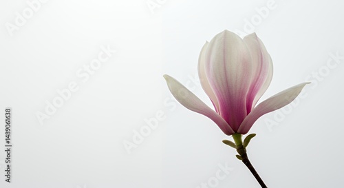 Close-Up of a Pale Pink Magnolia Flower Against White Background Highlighting Its Delicate Petals and Elegant Form Optimized for Decoration