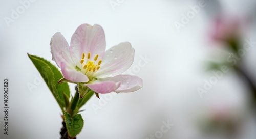 Delicate White and Pink Blossom with Yellow Center Swaying in Soft Breeze