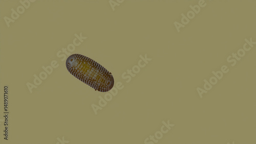 Microscopic segmented organism