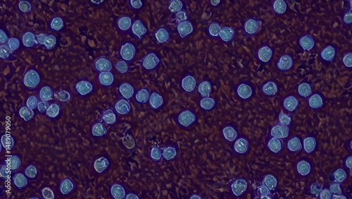 Microscopic view of cells, possibly stained.  Dark background, light blue round structures