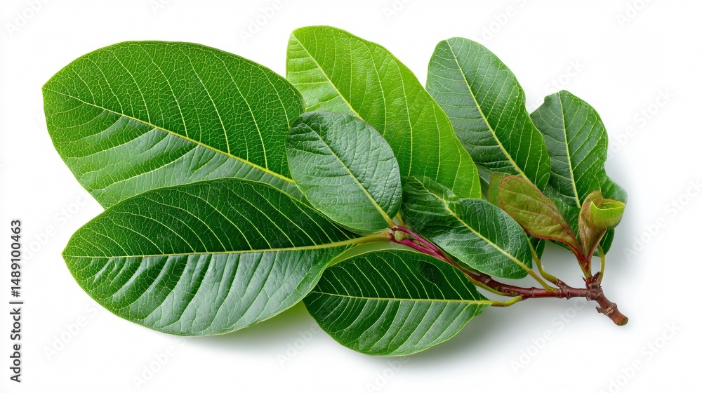 Fototapeta premium Fresh Green Guava Leaves on White Background for Herbal Concept