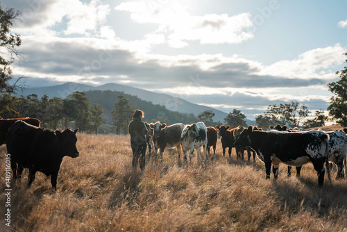 Wallpaper Mural Female farmer holding soil, doing soil tests in her home laboratory. Looking at soil life and health. cows repairing soil and storing carbon with holistic grazing management Torontodigital.ca