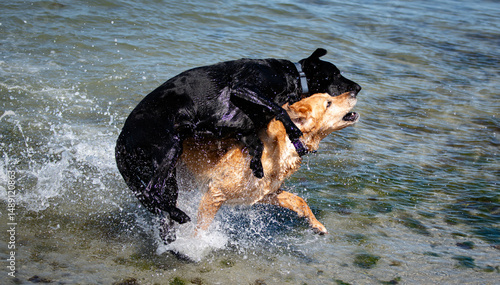 Photography dogs playing at the beach