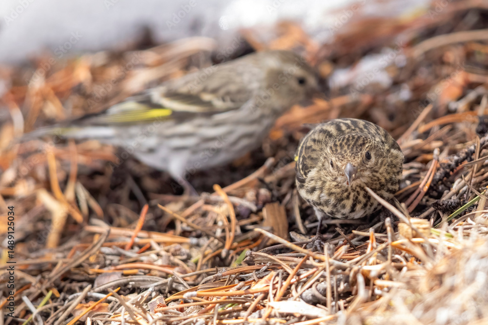 A wild pine siskin in the mountains of Colorado. A wild pine siskin in the mountains of Colorado.