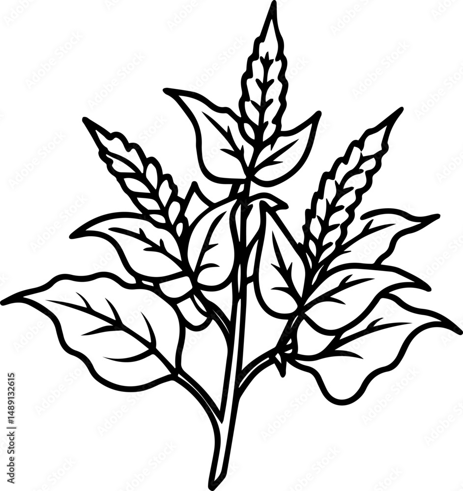 Fototapeta premium holy basil flowers outline vector and illustration, coloring book page