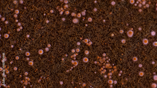 Close-up view of tiny organisms on a dark surface