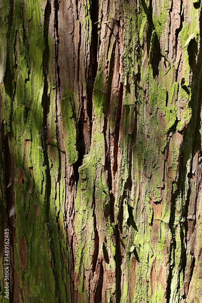 Obraz premium Trunk wood texture of Incense Cedar, also called Californian Incense Cedar, latin name Calocedrus decurrens, native no western North America, with typical vertical fissures, slightly covered by moss. 