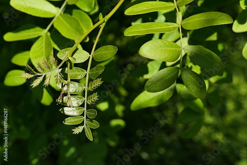 Young bright green spring leaves on branch tip of Honey Locust tree, latin name Gleditsia triacanthos, sunlit by daylight sunshine, green leaves hidden in shade of a tree in background. 