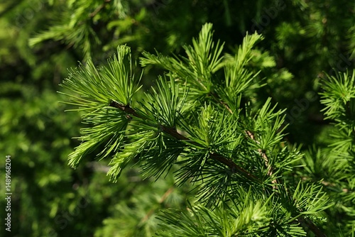 Fresh growing spring branch of coniferous tree European Larch, latin name Larix Decidua, sunlit by spring daylight sunshine. 