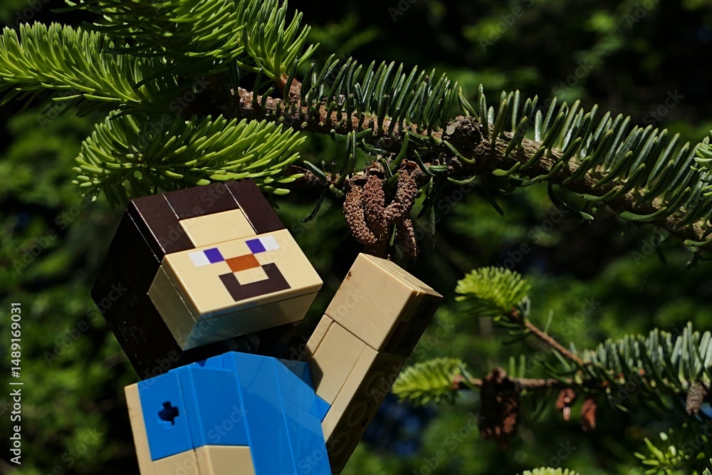 Obraz premium LEGO Minecraft smiling action figure of main character Steve, touching small brown male cones of coniferous tree Nordmann Fir, latin name Abies nordmanniana, growing in park during spring season. 