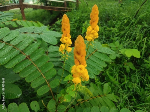 Close-up of a yellow candle bush flower (Senna alata) with raindrops on lush green leaves in the background, showing the beauty of tropical flora in detail.