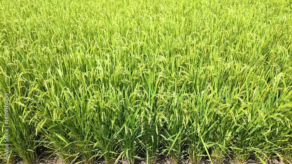 夏の水田 風に揺れる稲穂 夏の水田 風に揺れる稲穂