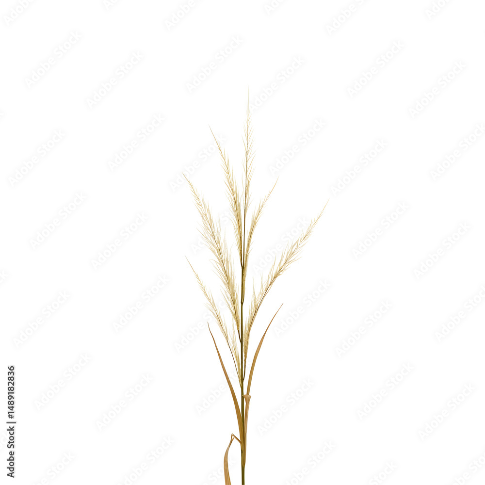 Fototapeta premium Elegant Composition of Golden Eelgrass Strands Displaying Gentle Motion Against a Striking Void Backdrop