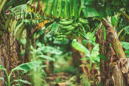 Bilde på lerret Production of green bananas in a garden