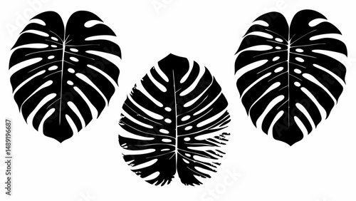 Three monstera deliciosa leaves in black and white with distinctive split leaf patterns and fenestrations editable vector eps/eps