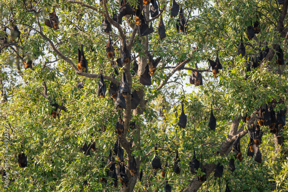 Fototapeta premium The large group of lyle's flying fox on tree at mangrove forest in Thailand
