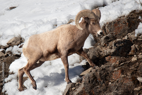 Big Horn Sheep in Yellowstone