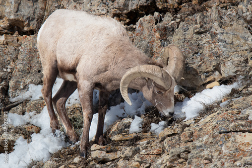 Big Horn Sheep in Yellowstone