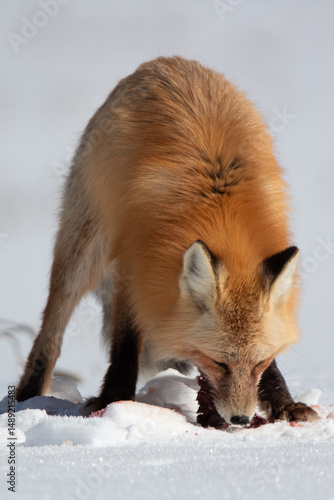 Red Fox in Yellowstone