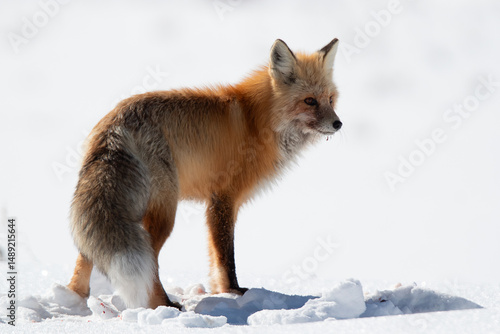 Red Fox in Yellowstone