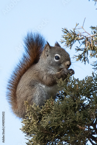 American Red Squirrel in Yellowstone