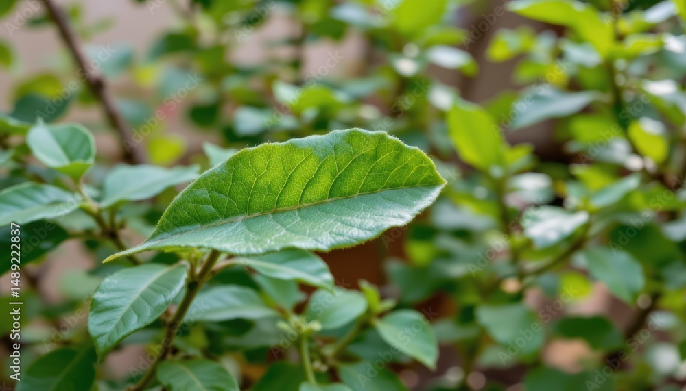 Closeup of a Vibrant Green Leaf with Water Droplets Surrounded by Lush Foliage in Natural Setting Closeup of a Vibrant Green Leaf with Water Droplets Surrounded by Lush Foliage in Natural Setting